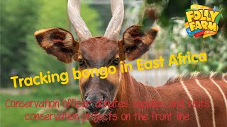 Tracking bongo antelope in Kenya