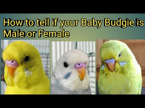 วีดีโอ: Budgie ของฉันเป็นเด็กชายหรือเด็กหญิง?