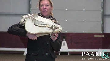 Bit fitting problems Double bridle www.ICPBC.com