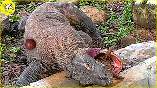 20 Tragic Moments Komodo Dragon Pays Dearly When It Tries To Swallow Wild Boar