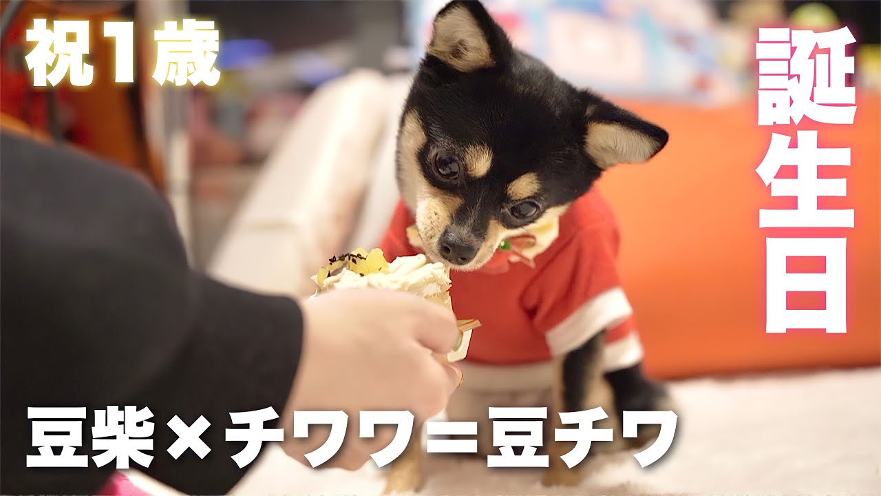 NAO 仔犬の誕生日 1歳になった豆チワのピノに誕生日ケーキをプレゼント🎂💖 - YouTube