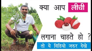 क्या आप लीची उगाना चाहते हो तो ये विडियो जरूर देखें । #Lichy plantation । 9106310963