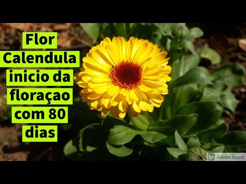 Vídeo: Propagação de Sementes de Calêndula - Aprenda a Propagar Plantas de Calêndula