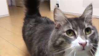 呼ばれると来てくれる猫 ノルウェージャンフォレストキャットIt came called by Cat owner.Norwegian Forest Cat.
