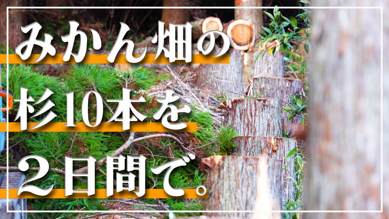 【みかん畑②】２人で杉10本を２日間で終わらせよ！｜タイムリミットが迫るプレッシャーの中かっちゃん＆和門が大奮闘！