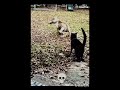 cats scared of anything