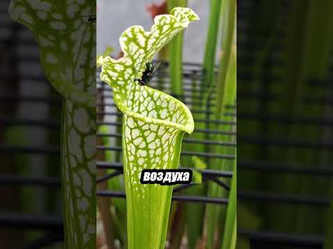 Плотоядные растения: жуткая красота природы 🕷️🌺