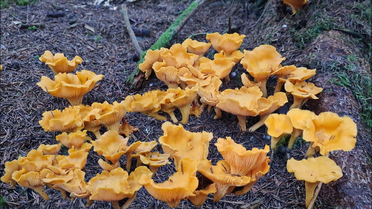 หมายที่ 2 มาอีกแล้วกลุ่มเล็กกลุ่มใหญ่หยุ๋มเอาโลด🍄🍄สวยเหลืองอร่ามว้าวอีกแล้วเด้อ