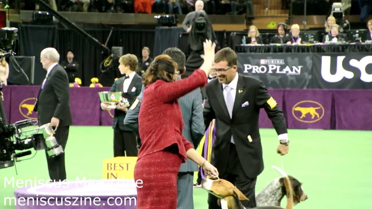 Best in Show 2013 Westminster Dog Show Banana Joe Affenpinscher