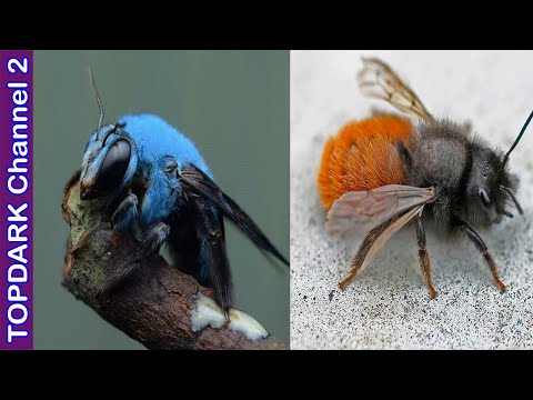 10 Especies de abejas mas hermosas hqdefault
