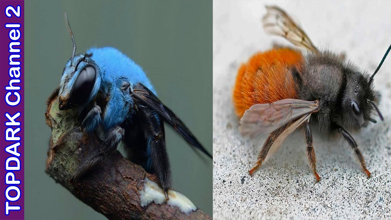 10 Especies de abejas mas hermosas