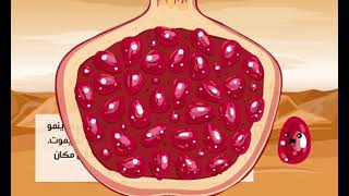 (ثاني إبتدائي | علوم  (دورة حياة شجرة الرمان