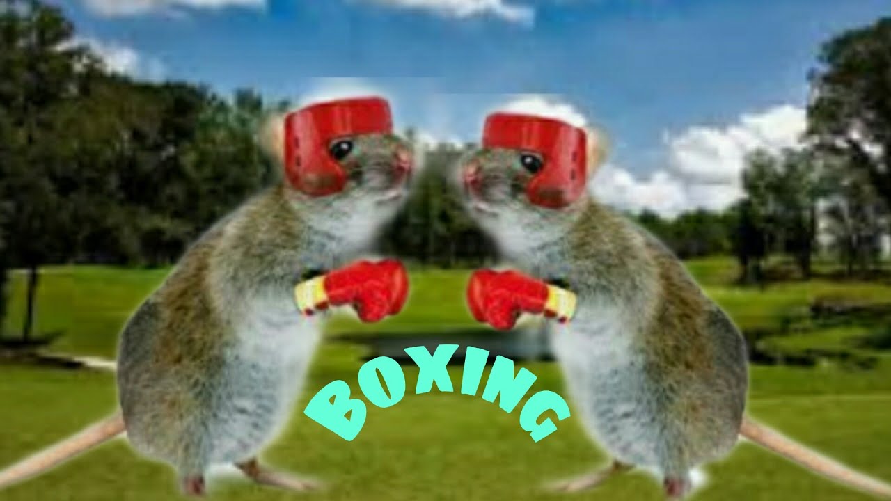 ইঁদুরের বক্সিং খেলা || Boxing Game Of Rats || Funny Wrestling Game Of ...