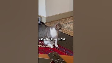 Cats Speaking English!🤣 Part 4