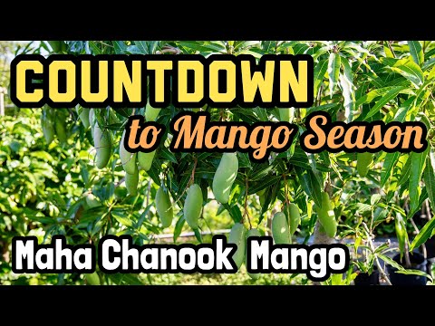 Countdown to Mango Season 2024 Maha Chanook Mango