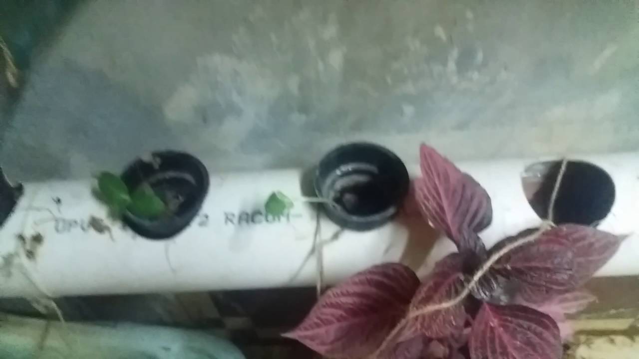 Add the garlic to the hydroponics system YouTube