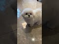 Cute Dog Care: Prove Your Pet's Happiness