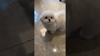 Cute Dog Care: Prove Your Pet's Happiness