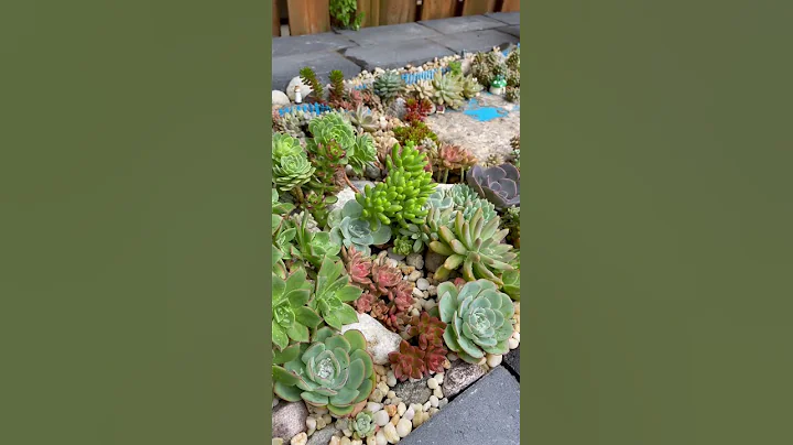 #succulents#雨后地栽多肉 - 天天要闻
