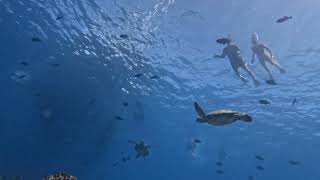 Turtle Canyons Snorkel Excursion Snorkeling Waikiki with Living Ocean Tours Why Is This The Best Turtle Snorkeling Tour In Hawaii