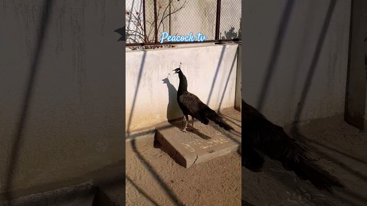 bronze | peacock call | beautiful peacock  