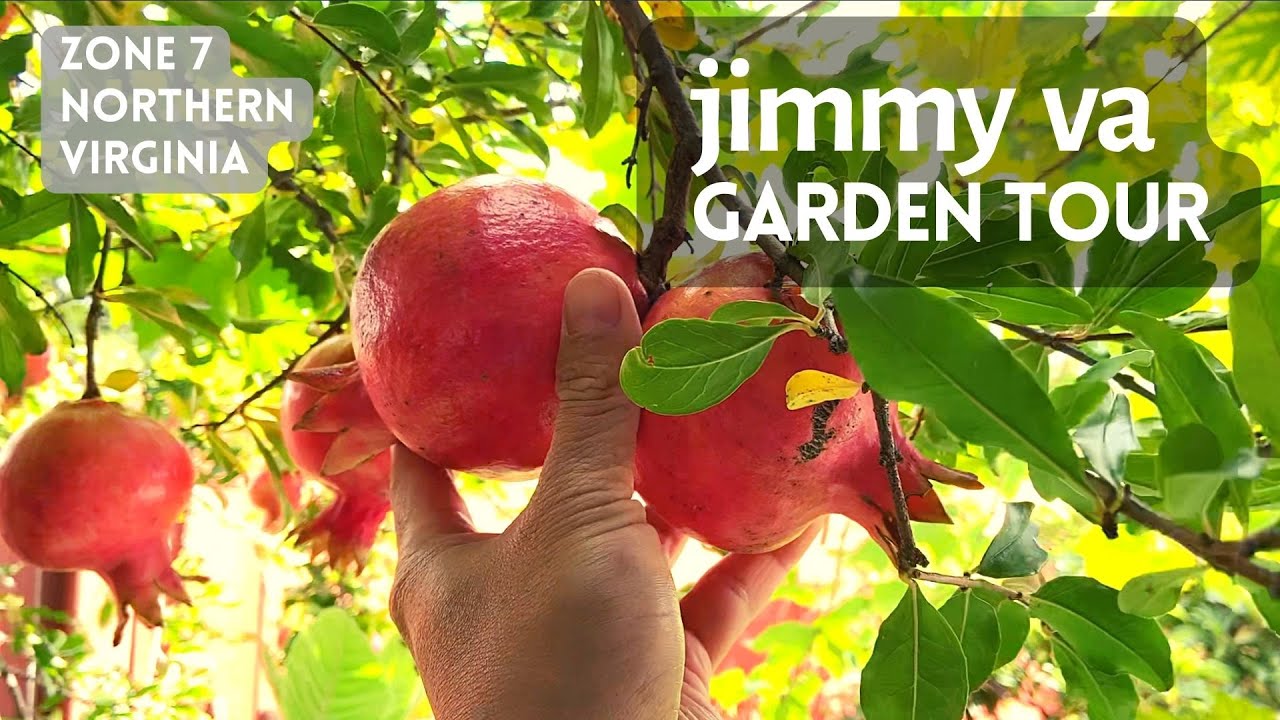 Jimmy VA garden tour. exotic fruits trees. zone 7 Northern Virginia, Springfield. grow pomegranate.