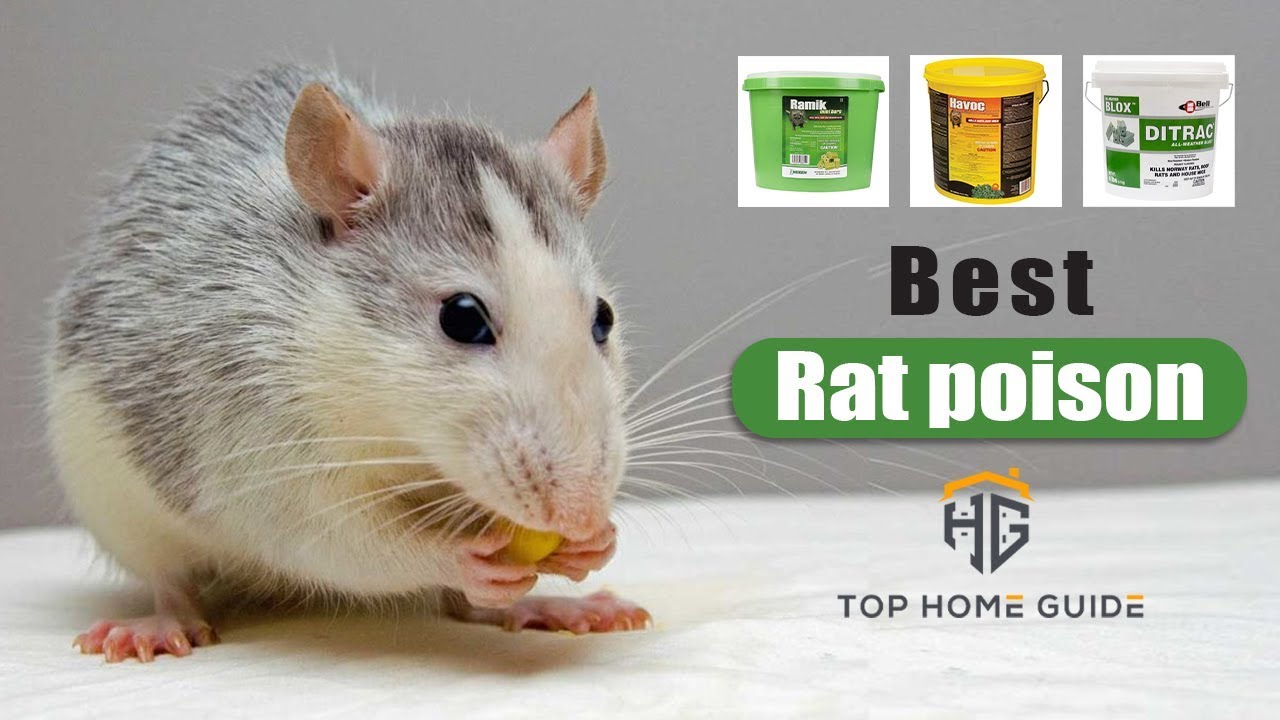 ️Rat Poisons Top 5 Best Rat Poisons in 2021 [ Buying Guide ] YouTube