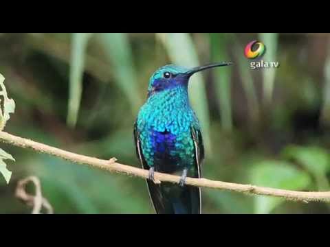 Colibrí Tesoro del Continente Americano | Gala TV