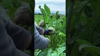 Amazing Artichoke Harvesting Process 🌱 | How Farmers Grow &amp; Harvest Artichokes