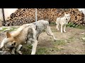 Czechoslovakian Wolfdogs &quot;Combo Kuryak&quot; vs &quot;Apolónia Ozvena hôr&quot; (Round 2)