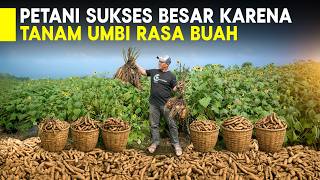 Tanam Umbi Yakon Bikin Petani Ini Panen Rupiah, Pesanan 700 Pcs Tiap Hari