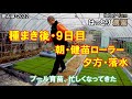 種まき後・9日目　朝・健苗ローラー掛けて、夕・落水、夜・肥料作り　田んぼ・2022　20220418