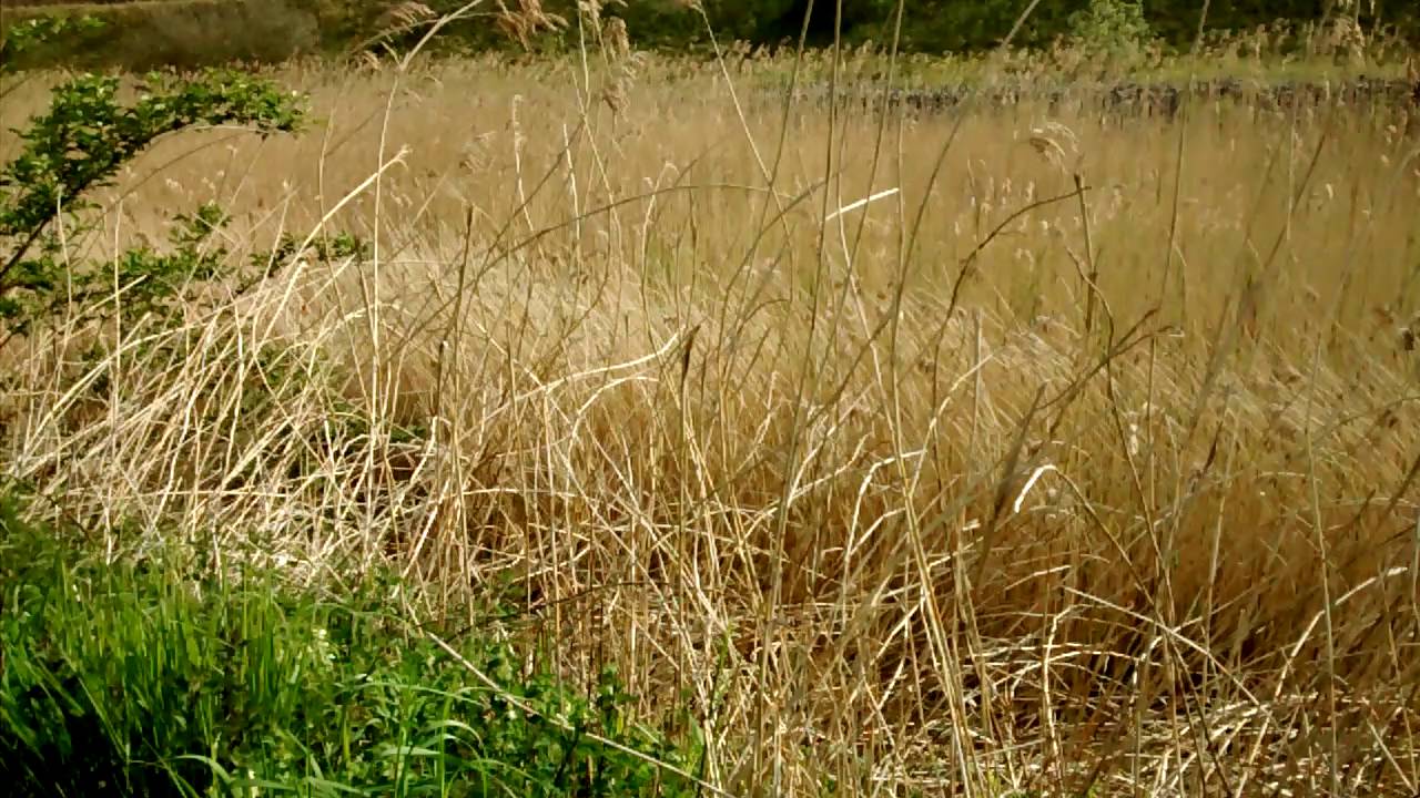 Reed warblers 
