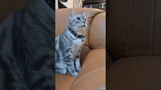 Dear problems... #catshorts #cutecat #petlover