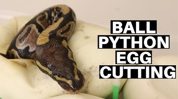 Ball Python Egg Cutting! Coral Glow Cinnamon Ball Python Clutch Of 2020 - Benjamin