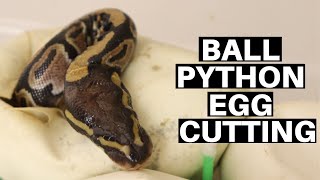 Ball Python Egg Cutting! Coral Glow Cinnamon Ball Python Clutch Of 2020 - Benjamin's Exotics
