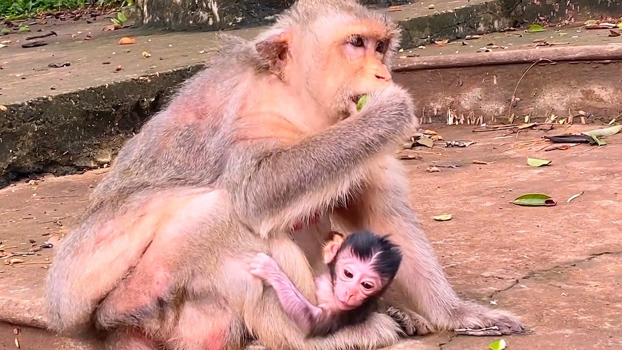 Live: Old Monkey BERRY Gives Birth to a Cute and Chubby Baby 🐒💛