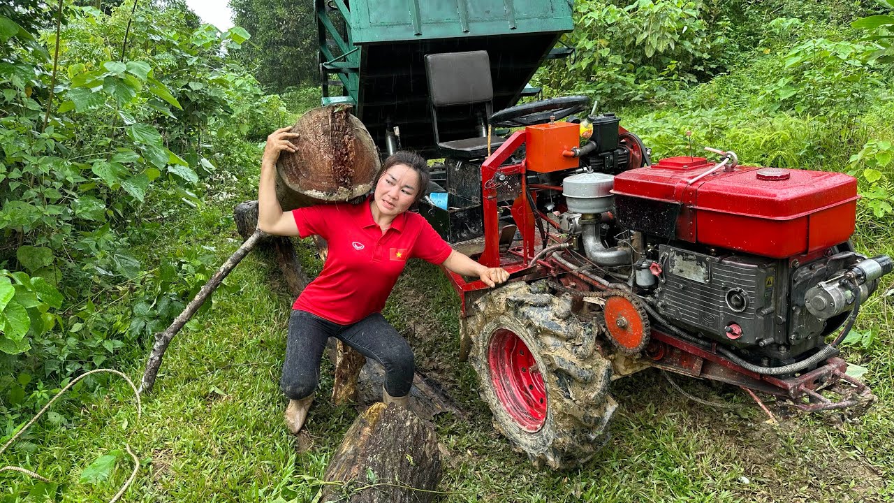 Highland girl drives agricultural machinery to harvest giant logs.