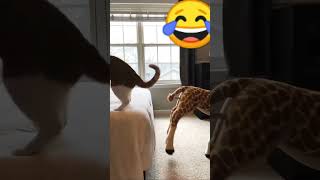 Cute Cat Twerking