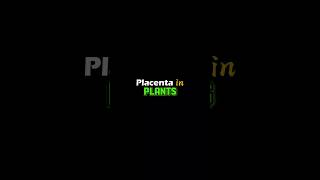 PLACENTA IN PLANTS #placenta#placentation  || WHAT IS PLACENTA IN PLANTS/FLOWERS #shorts#viral#trend