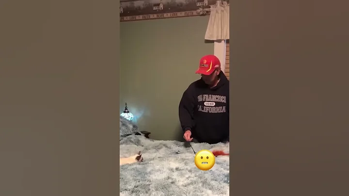 Watch the video about Funny Cats 😹