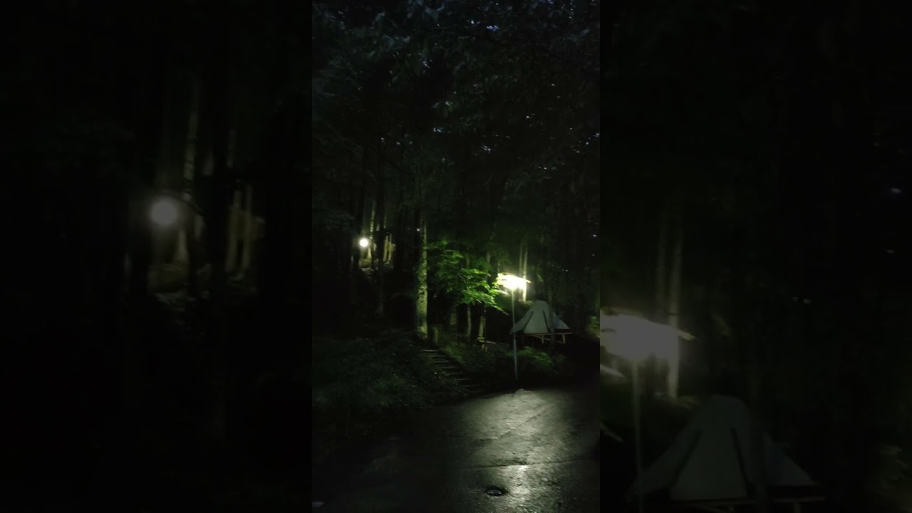 今朝のアカショウビン 5/20