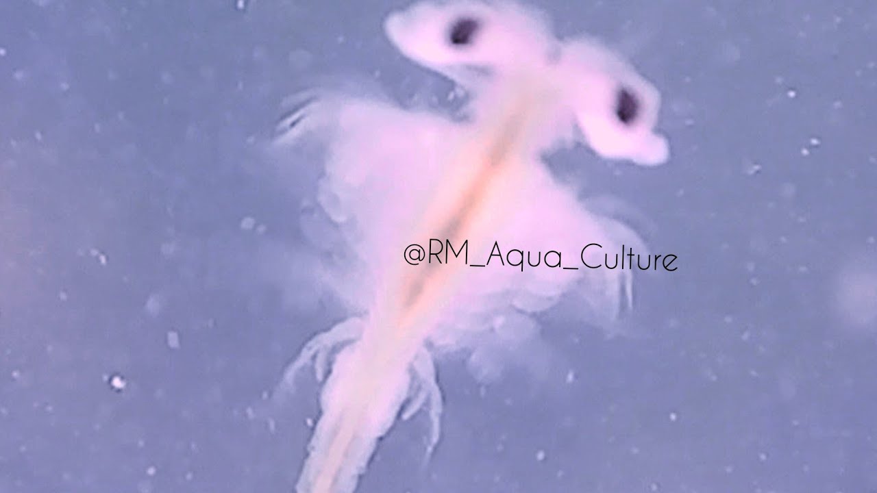 Feeding artemia (Brine shrimps)for my bettas 