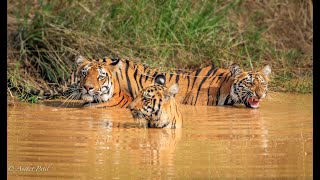 Will Tiger kill the Indian Gaur? | Kolara Tadoba |