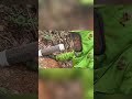 How to Handle Giant Hornets Safely  #gianthornets #hornetnestremoval
