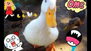 Жесть! Нападение уток! Приколы с животными. Кормим уток :) Ducks feeding in park, crazy ducks!