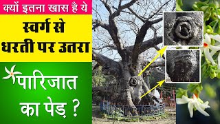 स्वर्ग से उतरा Parijat वृक्ष, और रहस्यमयी Kunteshwar Mahadev Temple, Kintoor UP स्वर्ग से उतरा Parijat वृक्ष, और रहस्यमयी Kunteshwar Mahadev Temple, Kintoor UP