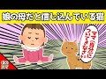 【2chほのぼの】娘の母であると信じ込んで、世話を焼く猫が可愛すぎるwww