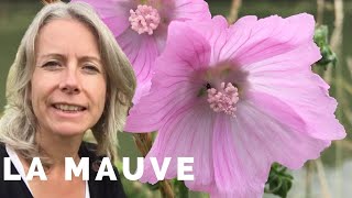 La mauve - plante comestible pleine de douceur - Plantes Sauvages  Comestibles