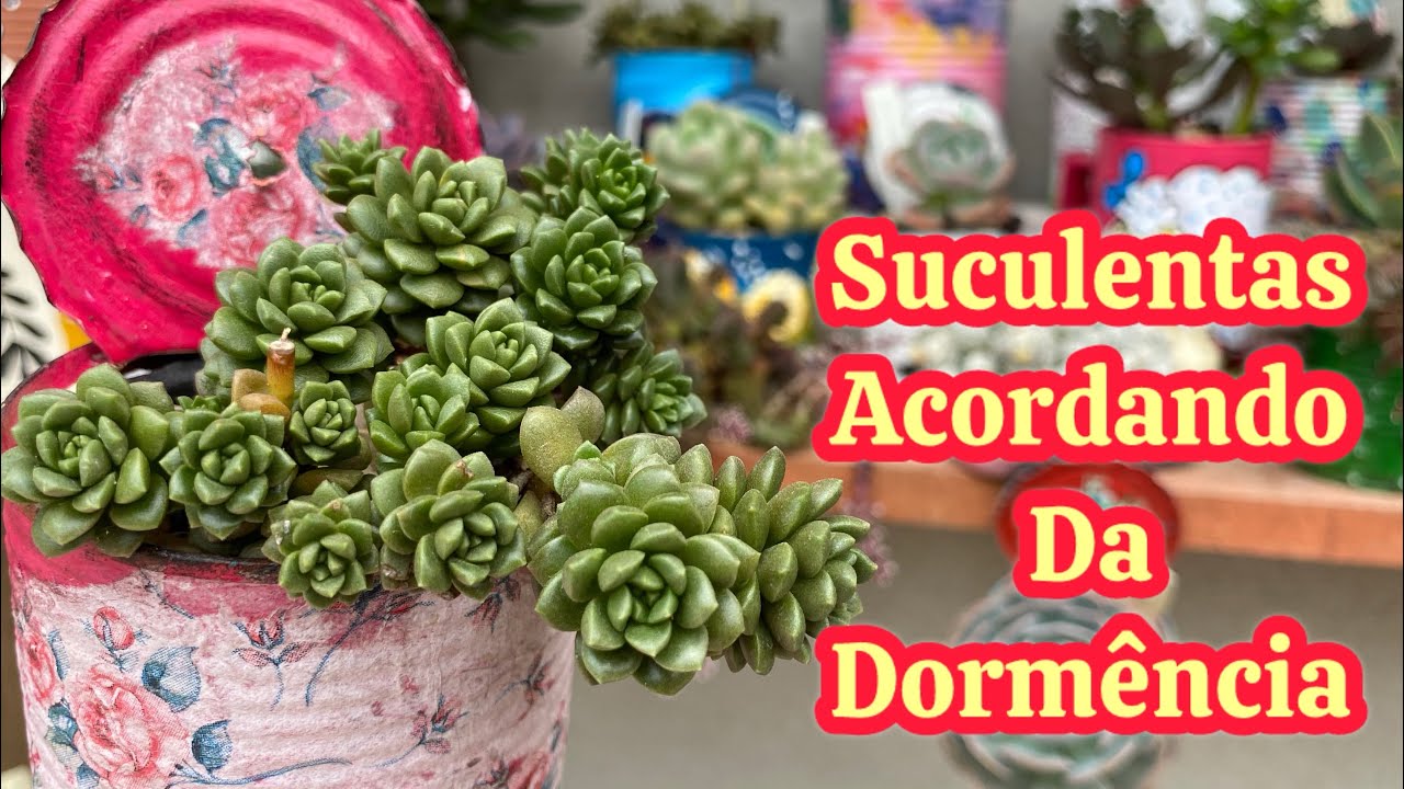 SUCULENTAS QUE ESTÃO ACORDANDO DA DORMÊNCIA E FICANDO LINDAS! 